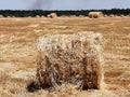 Straw bales on the threshed field.